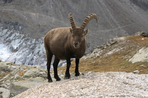 Steinbock