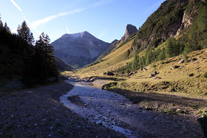 Grießkopf