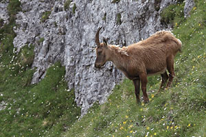 Steinbock