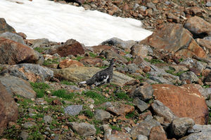 Alpenschneehuhn