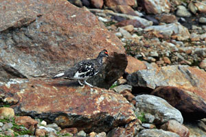 Alpenschneehuhn