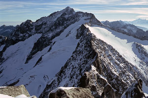 Großer Löffler