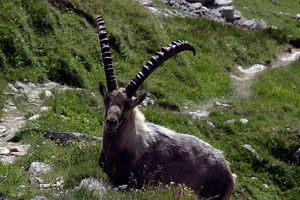 Steinbock