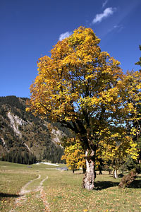 Im Rohntalboden