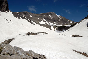 Wildgärst